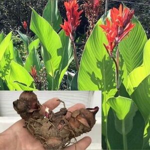 3 for $15 Canna Lillies Lilly Red Bulbs/Tubers/Rhinzomes  $5 Each. Minimum 3/$15
